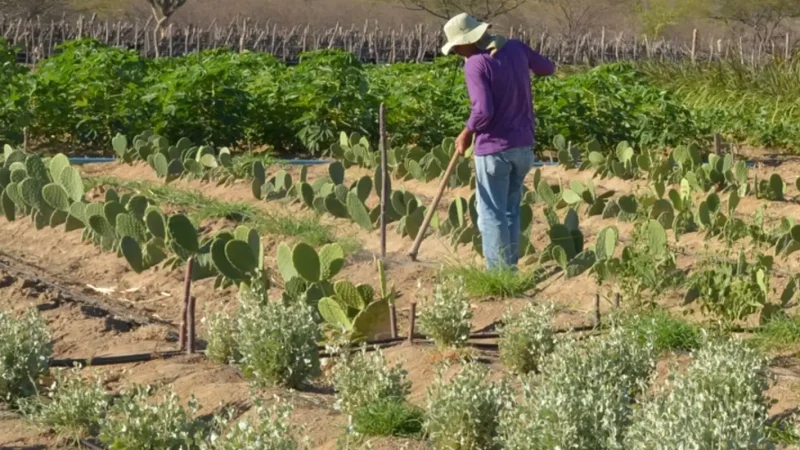Rendimento de trabalhador rural sobe 5,5% no 1º trimestre