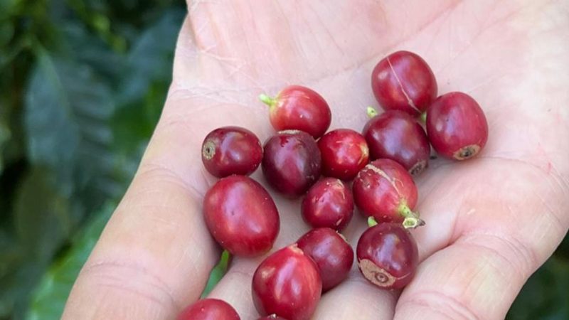 China aprova que 183 novas empresas brasileiras exportem café ao país