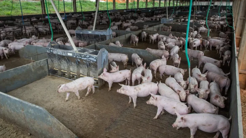 Produção de carne suína e de frango terá volume recorde em 2026