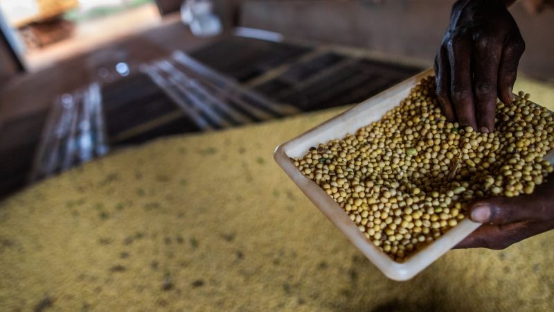 Sorriso, no MT, tem maior PIB agrícola do país; veja o ranking