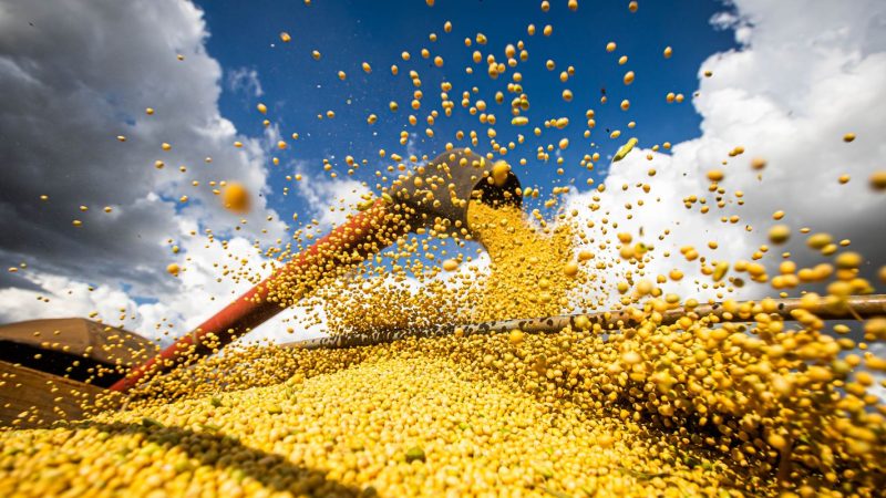 Valor da produção agrícola brasileira recua 3,9% em 2024, mostra IBGE
