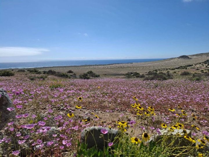 Atacama: turista viaja 800 km para ver deserto florido – 22/10/2025 – Turismo