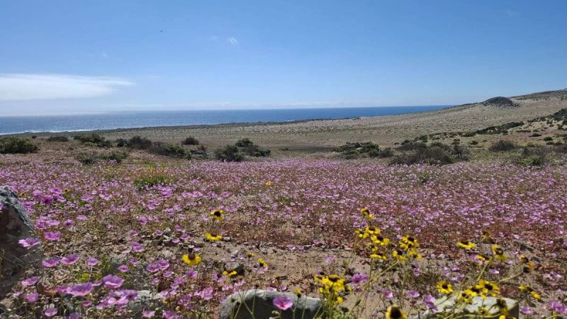 Atacama: turista viaja 800 km para ver deserto florido – 22/10/2025 – Turismo